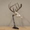 Allen Co EZ Mount Centerpiece Skull Stand, Brown 7226 - alternate 4